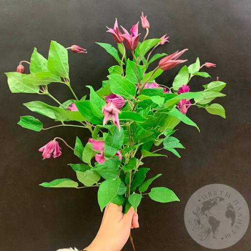 Клематис 5 шт. в магазине Цветы Планеты