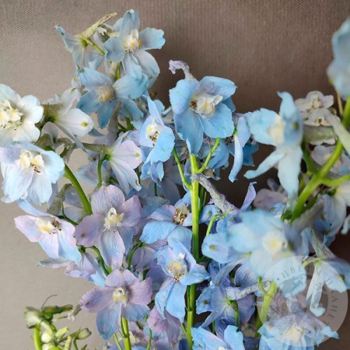 Дельфиниум 5 шт. в магазине Цветы Планеты