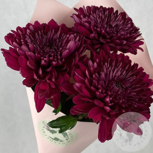 3 хризантемы бордовых