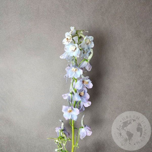 Дельфиниум в магазине Цветы Планеты