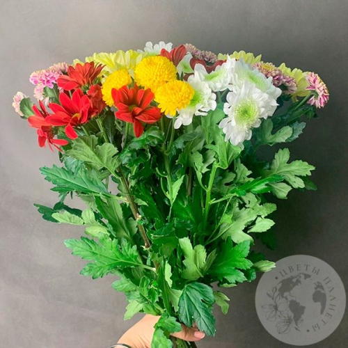 15 Хризантем кустовых MIX