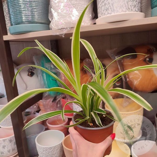 Хлорофитум в магазине Цветы Планеты