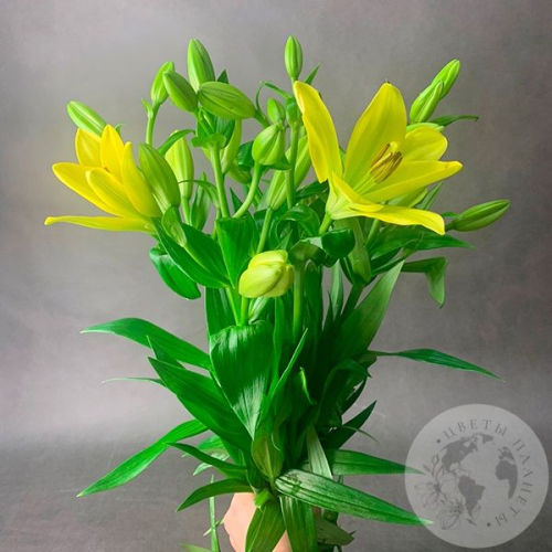 5 Золотых лилий