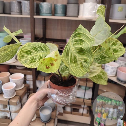 Маранта в магазине Цветы Планеты