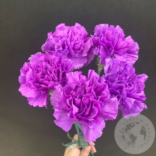 Лунная гвоздика 5 шт. в магазине Цветы Планеты