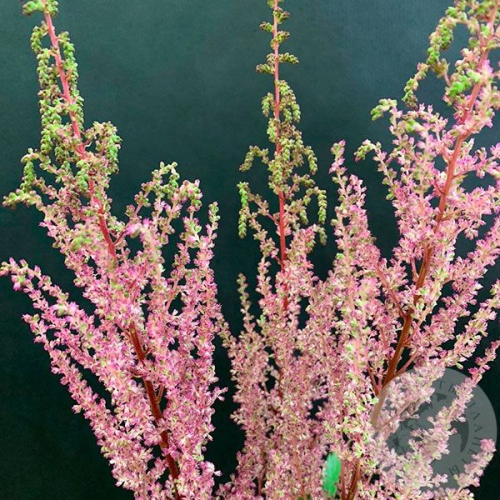 Астильба розовая 3 шт. в магазине Цветы Планеты