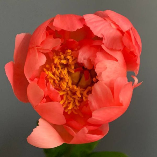 Пион коралловый в магазине Цветы Планеты