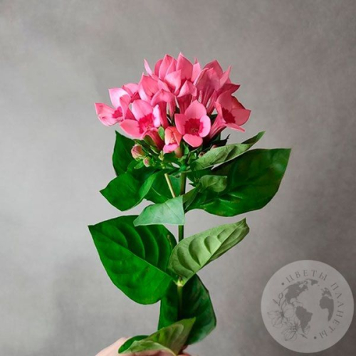 Бувардия в магазине Цветы Планеты