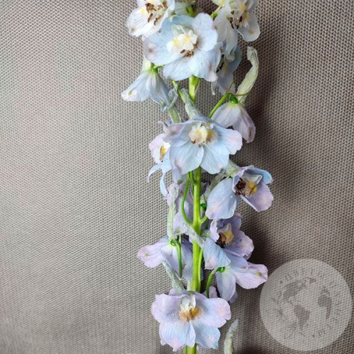 Дельфиниум в магазине Цветы Планеты