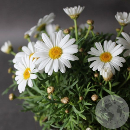 Ромашка домашняя в магазине Цветы Планеты