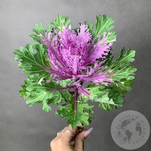 Брассика фиолетовая в магазине Цветы Планеты