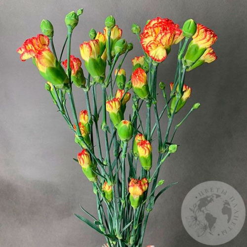 7 гвоздик кустовых желто-красных