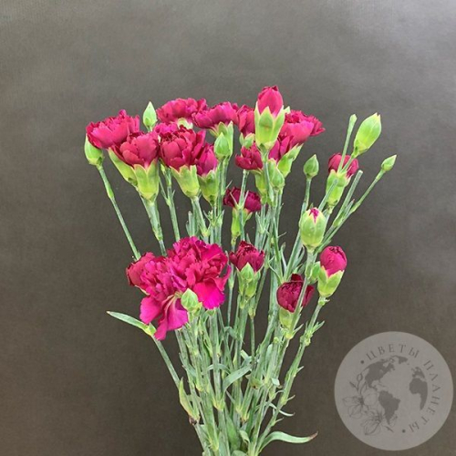 9 гвоздик кустовых фуксия