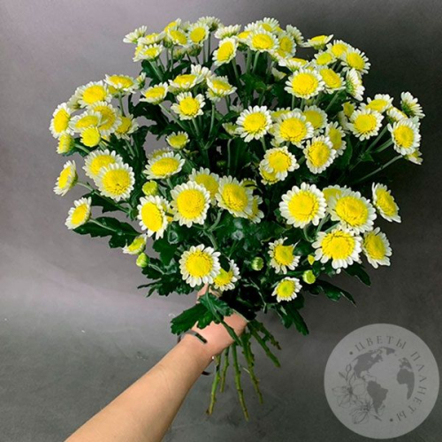 13 Сантини бело-желтых в магазине Цветы Планеты