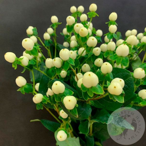 Гиперикум белый 9 шт. в магазине Цветы Планеты