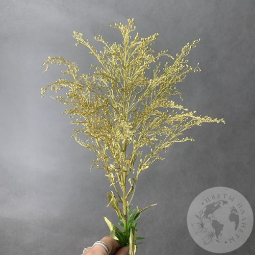 Солидаго Золото в магазине Цветы Планеты