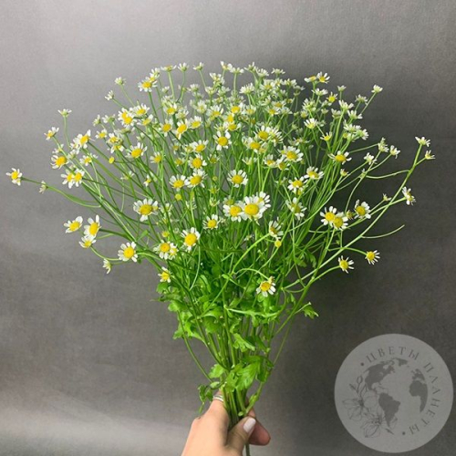 Танацетум 9 шт.