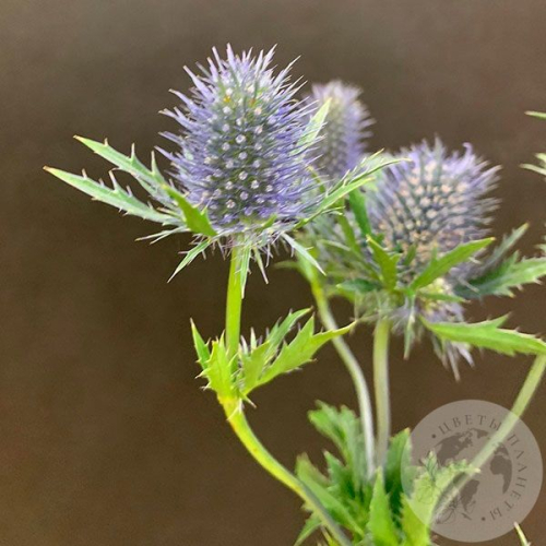 Эрингиум в магазине Цветы Планеты