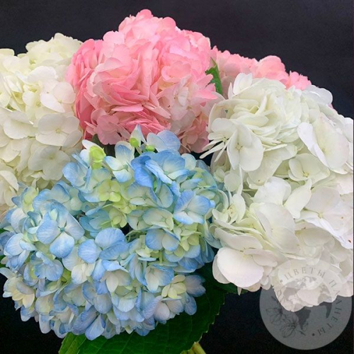 7 гортензий микс