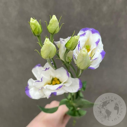 Эустома бело-фиолетовая