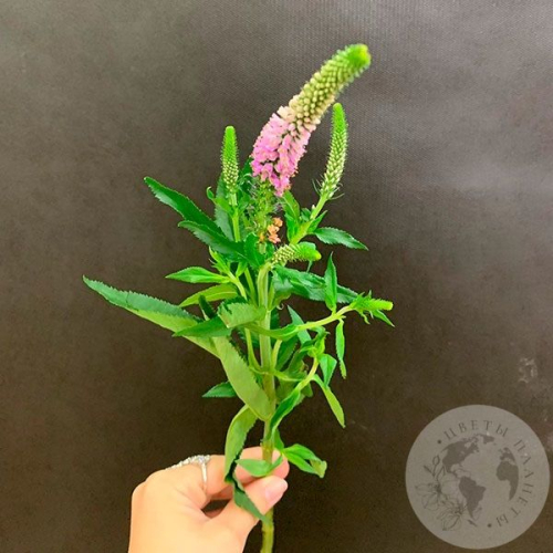 Вероника розовая в магазине Цветы Планеты