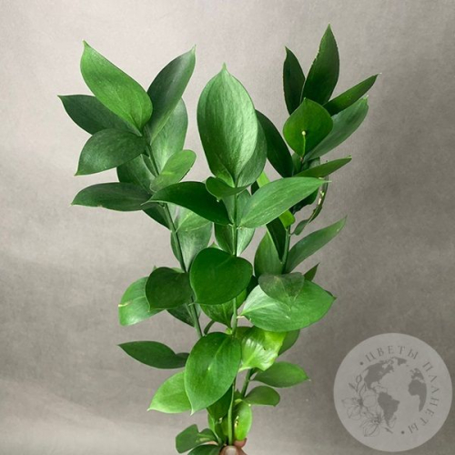 Рускус 3 шт. в магазине Цветы Планеты