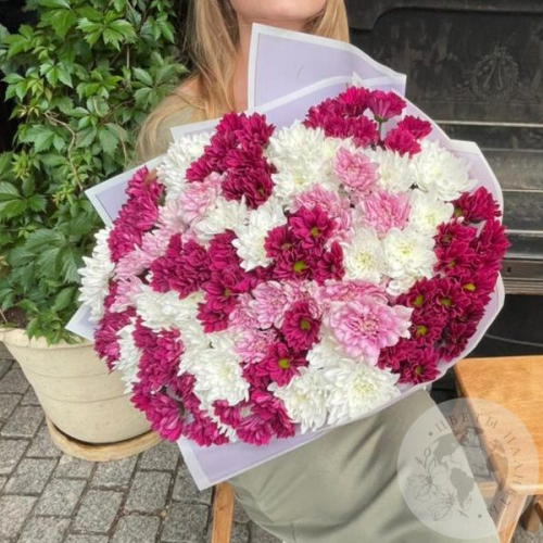 Букет из 31 бордовой, розовой, белой кустовой хризантемы в магазине Цветы Планеты