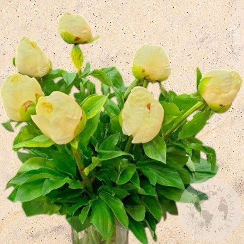 7 пионов в магазине Цветы Планеты