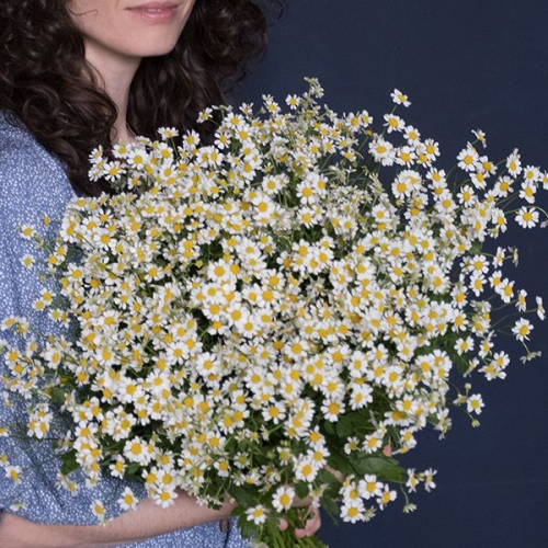 Танацетум 15 шт.