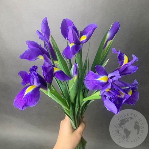 7 синих ирисов в магазине Цветы Планеты