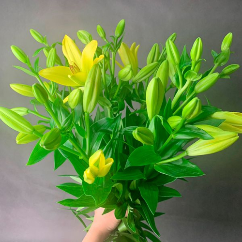 9 Золотых лилий