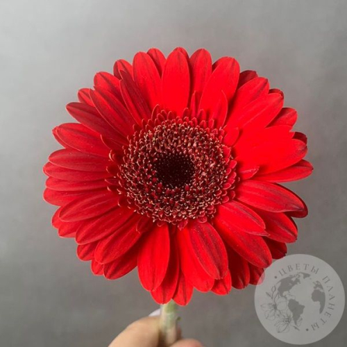 Гербера мини красная
