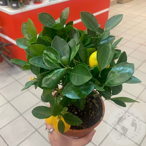 Каламондин