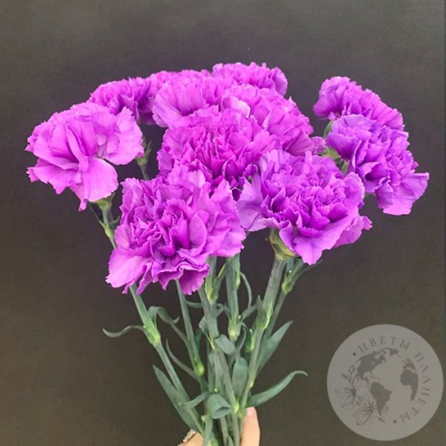 Лунная гвоздика 11 шт. в магазине Цветы Планеты