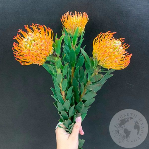 Леукоспермум оранжевый 3 шт. в магазине Цветы Планеты