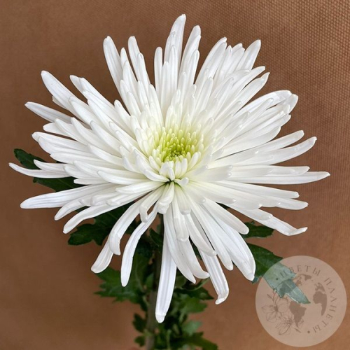 Хризантема белая в магазине Цветы Планеты
