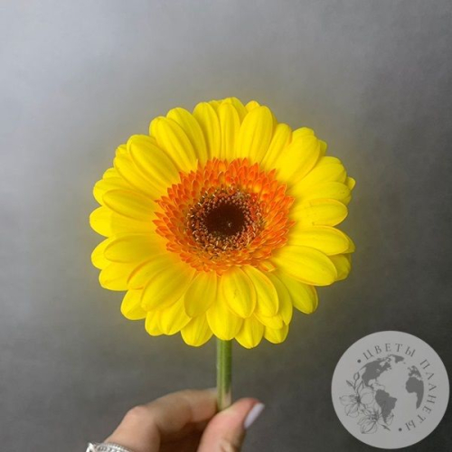 Гербера мини желтая