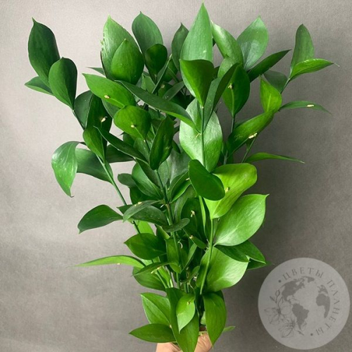 Рускус 9 шт. в магазине Цветы Планеты