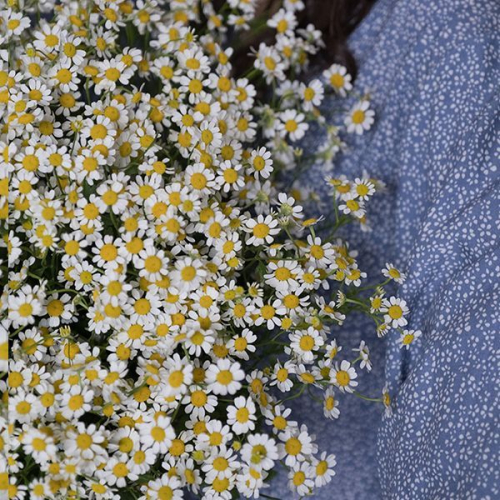 Танацетум 25 шт.