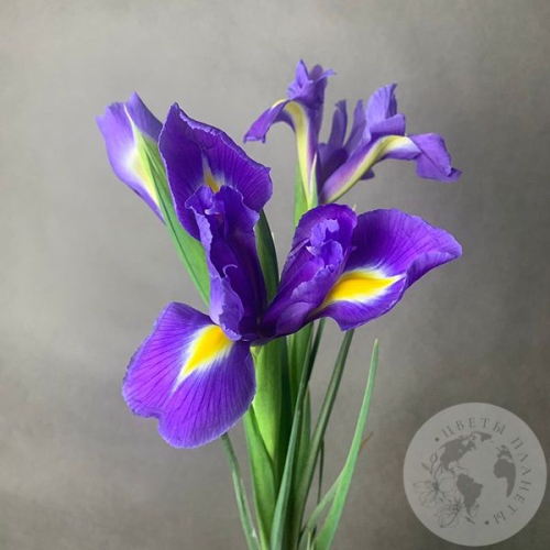 3 синих ириса в магазине Цветы Планеты