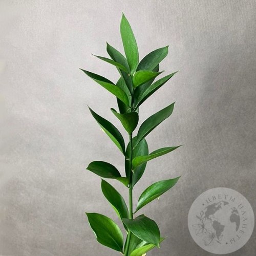 Рускус в магазине Цветы Планеты