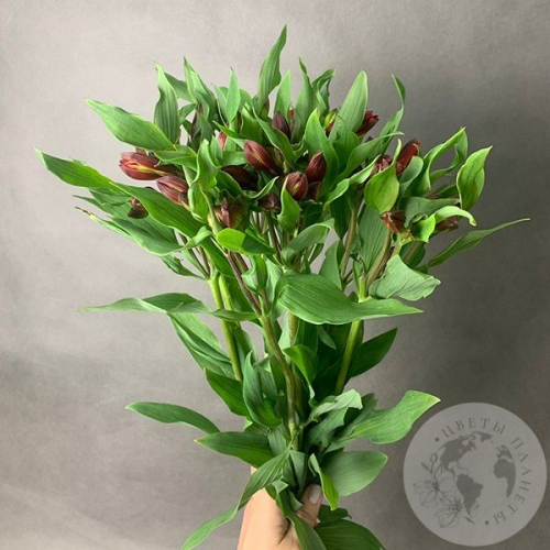 9 Альстромерий красных