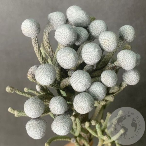 Бруния в магазине Цветы Планеты