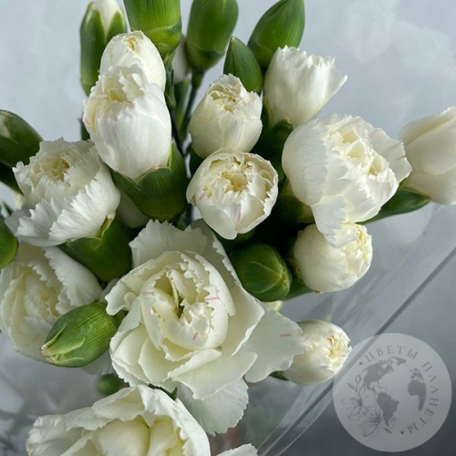 11 кустовых гвоздик белых в магазине Цветы Планеты