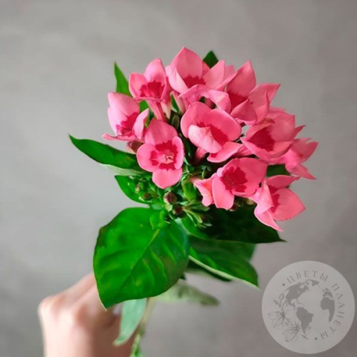 Бувардия в магазине Цветы Планеты