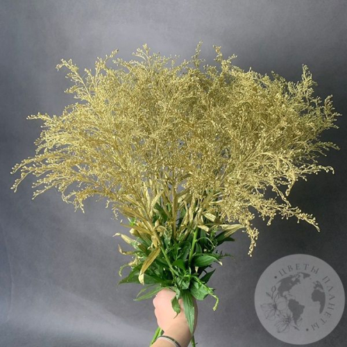 Солидаго Золото 11 шт. в магазине Цветы Планеты