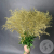 Солидаго Золото 11 шт. Солидаго Золото 11 шт. в магазине Цветы Планеты