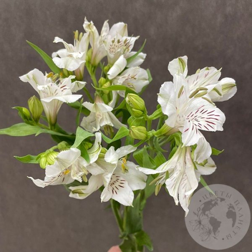 3 Альстромерии белых