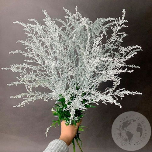 5 Солидаго белых в магазине Цветы Планеты