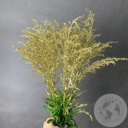 Солидаго Золото 5 шт. в магазине Цветы Планеты